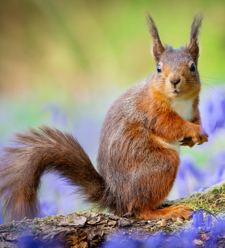 A red squirrel perched on a log, surrounded by vibrant bluebells in a forest.