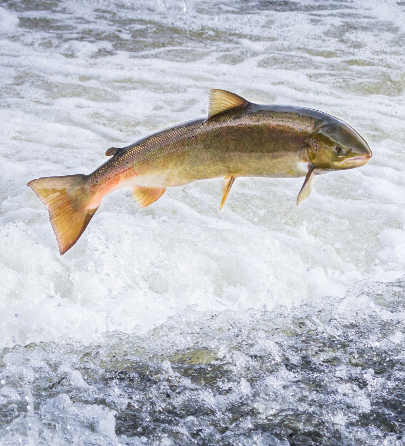 Salmon jumping out of a turbulent river, showcasing its strength and agility.