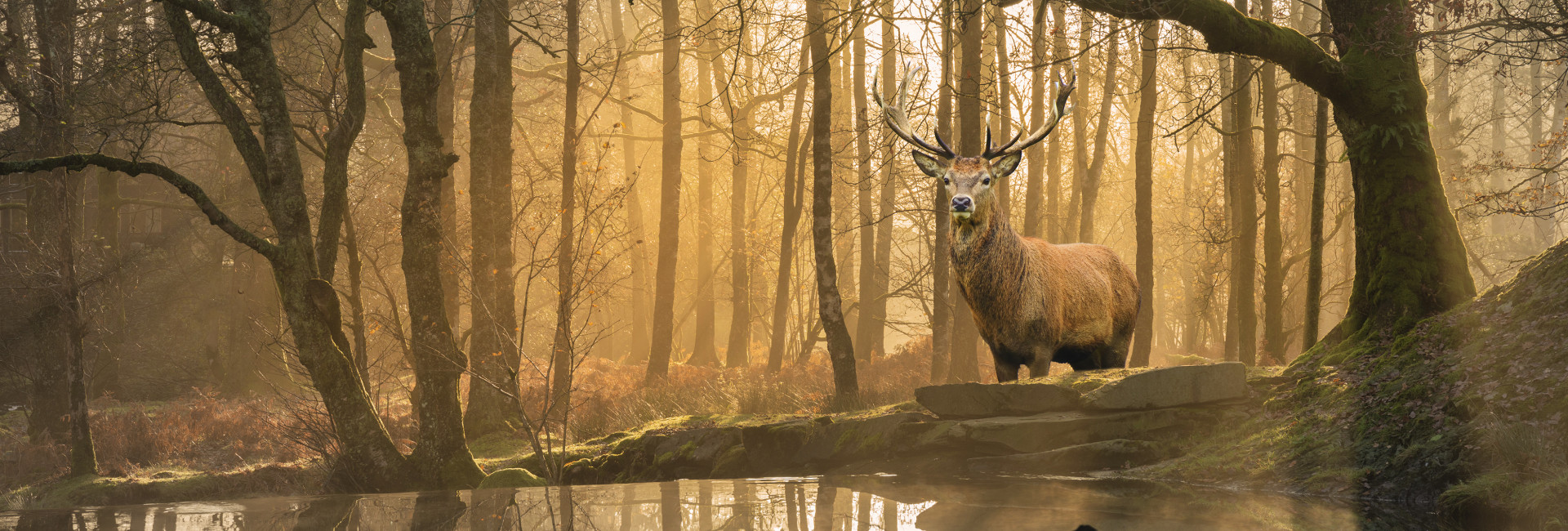 A majestic stag stands by a forest pond at sunrise, surrounded by mist and tall trees.
