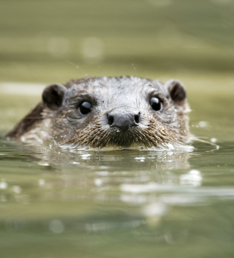 Curious otter's face above the water, captured in a close-up with a gentle reflection.