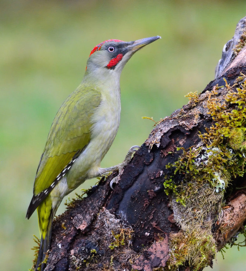 Close-up of a green woodpecker perched on a mossy branch, with bright red markings.