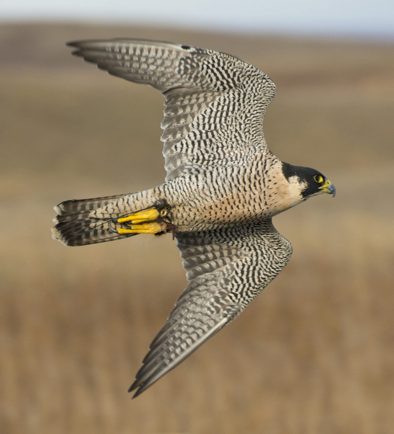 Peregrine falcon in motion, wings extended, with a blurred background of open terrain.