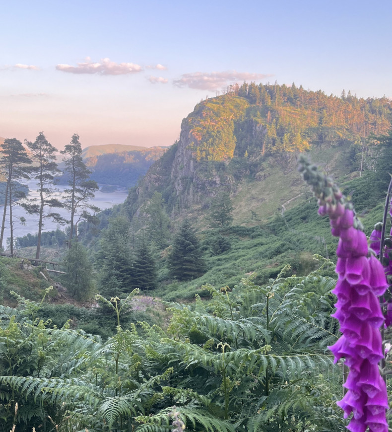 Vibrant purple flowers frame a serene mountain landscape during a peaceful sunset.