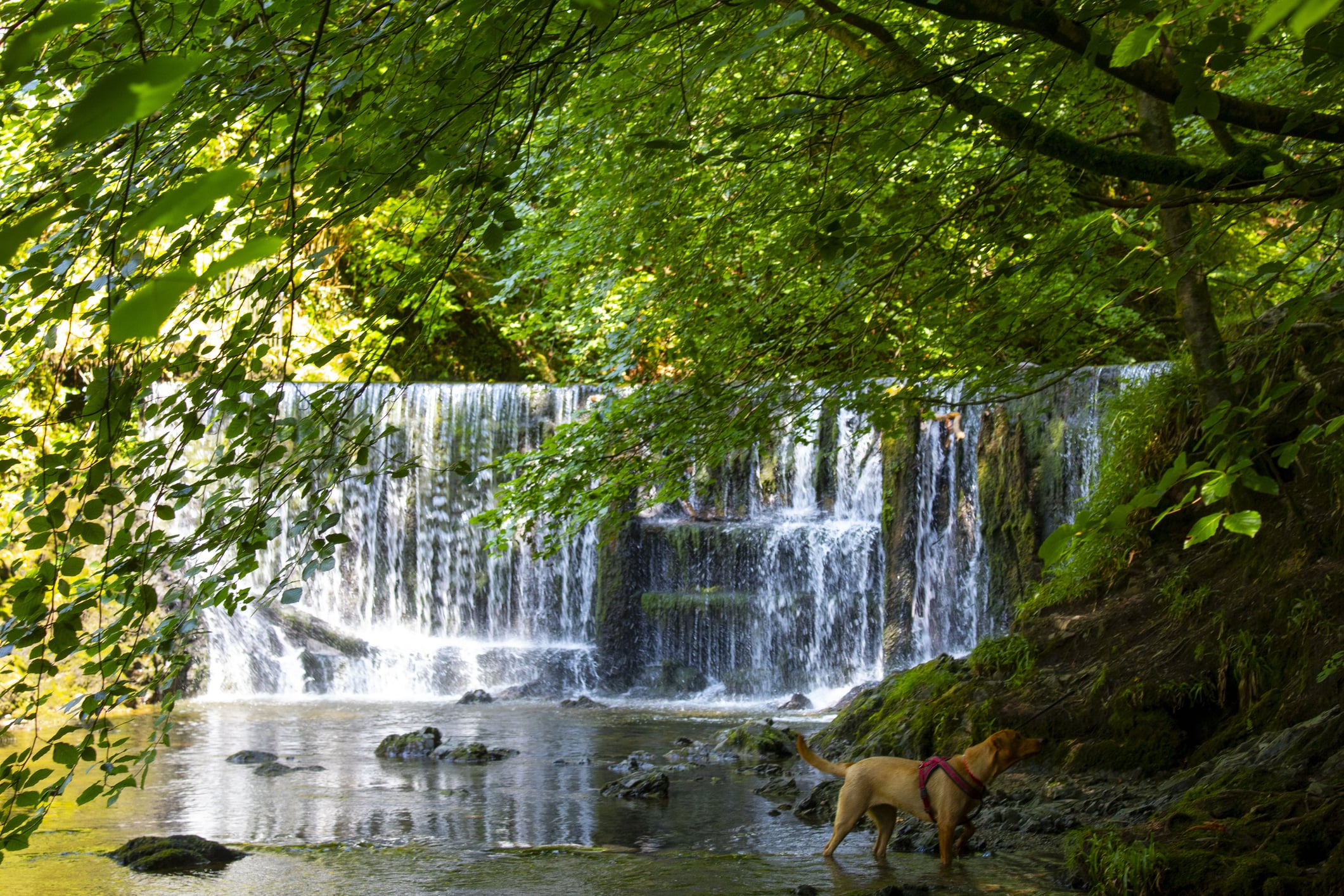A dog stands by a shaded woodland stream below a small cascading waterfall of Stock Ghyll, with sunlight filtering through the dense green leaves above.