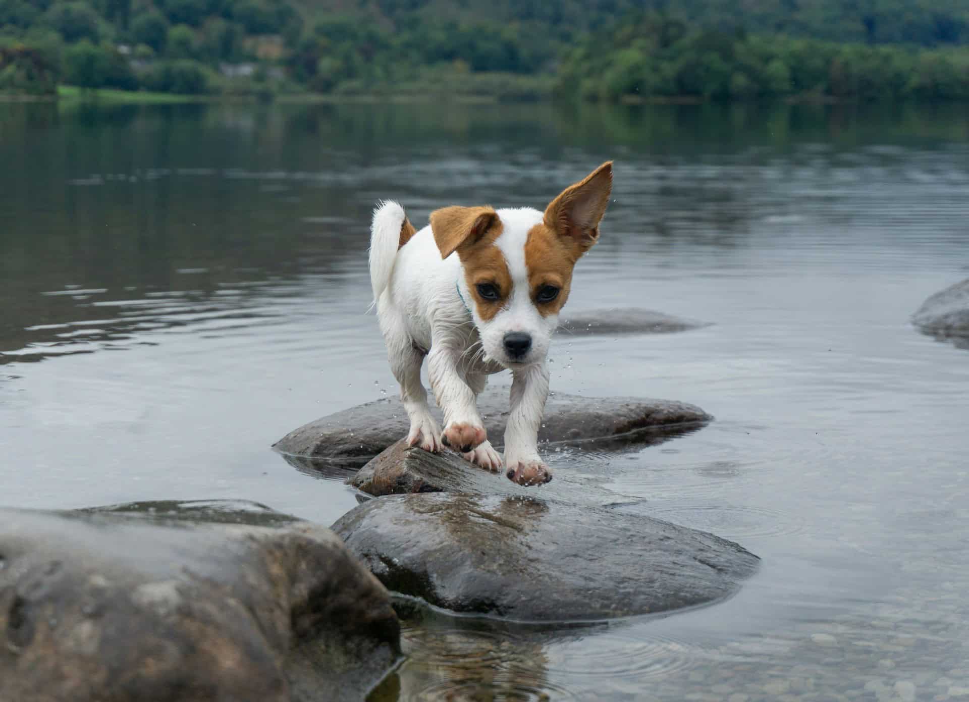 Dog Friendly Stay The Lake District The Ro Hotel Blog Image