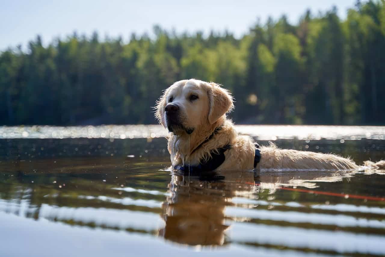 Dog Friendly Stay The Lake District The Ro Hotel Blog Image 3